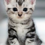 a small kitten sitting on top of a white floor