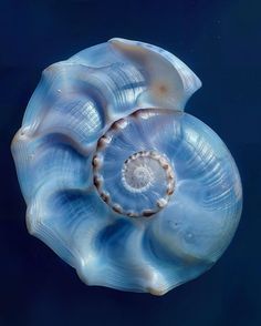 a large blue shell floating on top of water