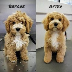 before and after photos of a poodle grooming session at a dog grooming salon