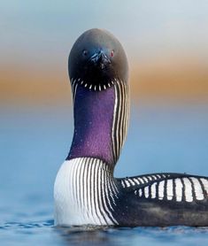 a close up of a bird in the water