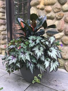 a large potted plant sitting on top of a stone floor next to a door