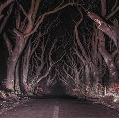 a dark road lined with trees at night