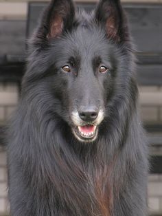 a large black dog standing in front of a building