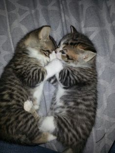 two kittens cuddle together on a bed with their heads touching each other's paws