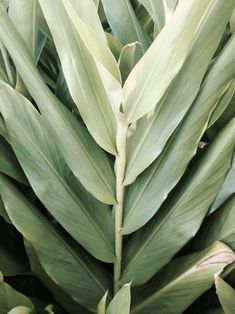 large green leaves are shown in close up