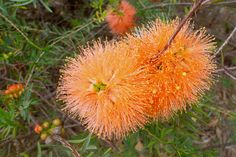 an orange flower is blooming on a tree