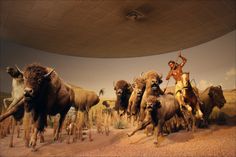 a woman riding on the back of a herd of buffalo in a museum display case