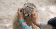 a person holding an animal up to its face with it's mouth wide open