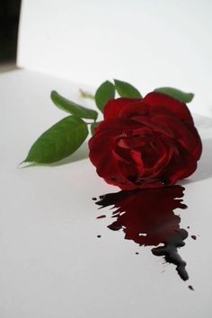 a single red rose sitting on top of a white table next to a black puddle