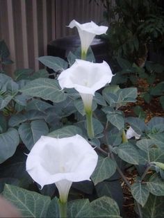 three white flowers with green leaves in front of a building and bushes behind them,