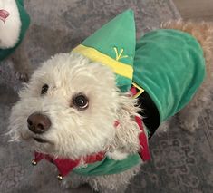 a small white dog wearing a green elf hat