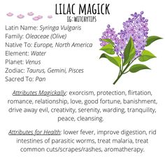 lilac magick is an essential ingredient for all skin types