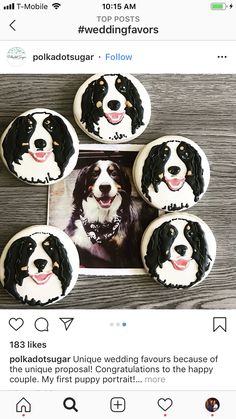 four cupcakes with black and white dogs on them