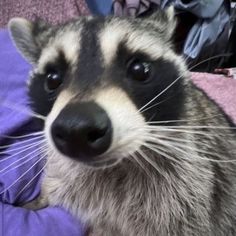 a raccoon sitting on top of a purple blanket