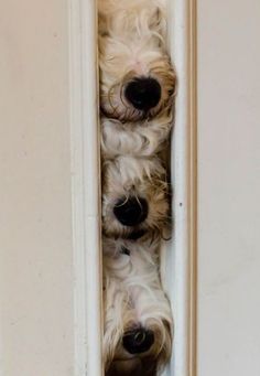 two small white dogs peeking out from behind a door