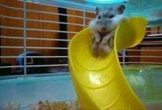 a hamster is sitting on top of a yellow tube