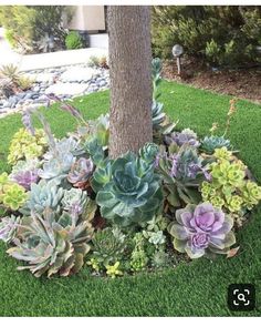 an assortment of succulents and plants in a circular planter by a tree