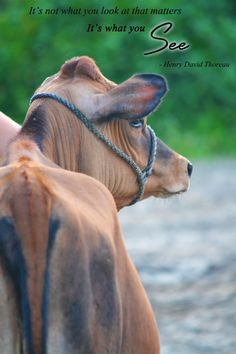 two cows standing next to each other with a quote on the front and back side