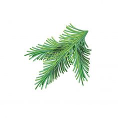 a pine branch on a white background