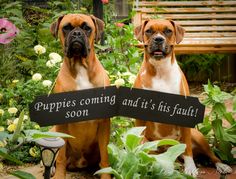 two brown dogs sitting next to each other in front of flowers and plants with a sign that says puppies coming and it's his fault