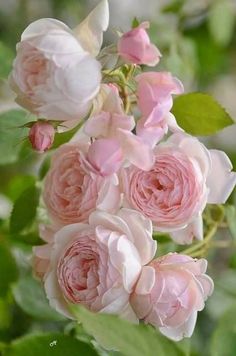 pink roses are blooming on the bush in front of some green leaves and branches