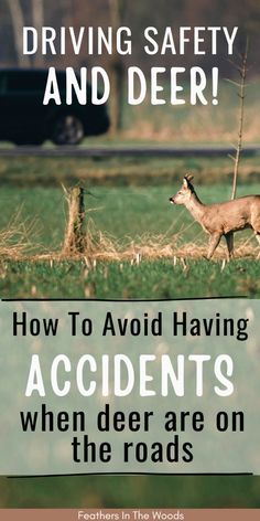 a deer walking across a field with the words driving safety and deer how to avoid having accident