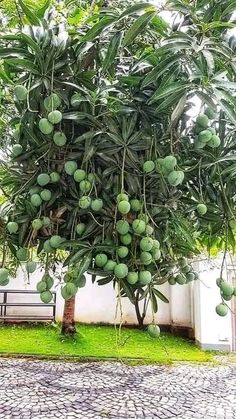 Banana Bread Recipe Easy Moist, Food Tree, Garden Ideas Driveway, Bonsai Fruit Tree, Growing Vegetables In Pots, Indoor Courtyard, Cheap Landscaping Ideas, Woodland House, Courtyard Gardens Design