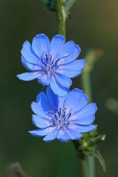 two blue flowers with green stems in the background