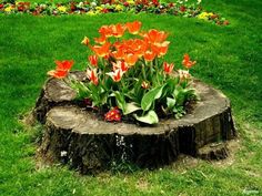 some flowers that are sitting on a tree stump in the middle of a grass field