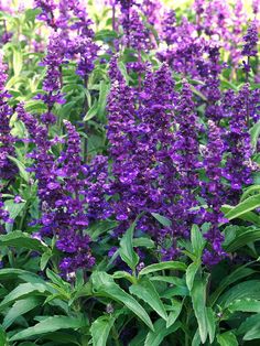 purple flowers are blooming in the garden