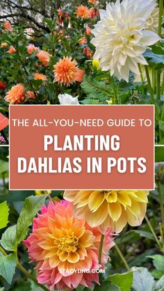 the all you need guide to planting dahlias in pots