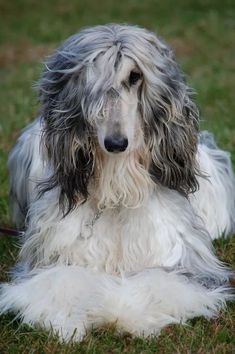 a long haired gray and white dog laying in the grass