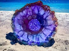 an amethorate shell on the beach with blue water in the back ground