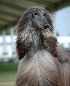 a long haired dog standing on top of a lush green field