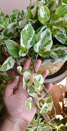 a person holding up some green plants in their hand