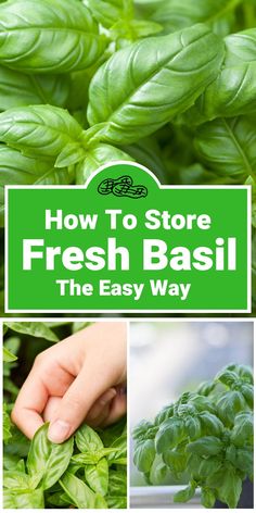 how to store fresh basil the easy way