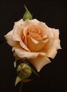 a single yellow rose with water droplets on it's petals and leaves, against a black background