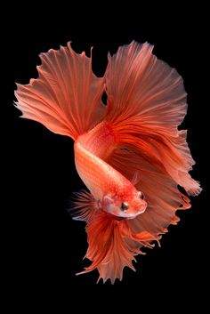 a red fish with long, thin tail and large fins is swimming in the dark water