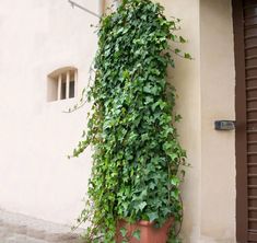 a tall plant growing up the side of a building