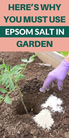 someone in purple gloves is digging dirt into the ground with their hand and gardening tools