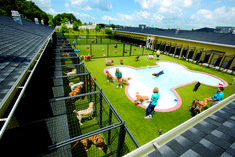 several dogs are in their kennels at the dog boarding area on top of a building