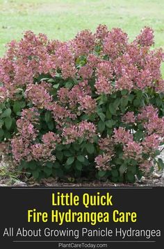 little quick fire hydrant care for all about growing panice hydrangea