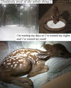 a deer laying on top of a bed next to a wooden post with the caption, suddenly tired of the whole thing