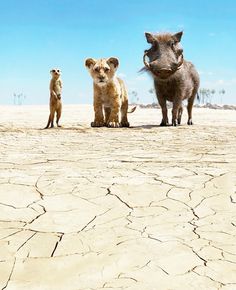 three small animals standing in the middle of a barren area with blue sky behind them