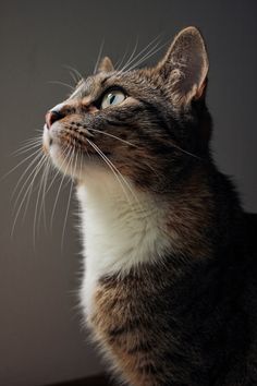 a close up of a cat looking up at something in the air with it's eyes wide open