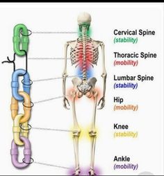 Pilates Motivation, Strength And Conditioning Coach, Human Body Anatomy, Human Skeleton, Sports Massage