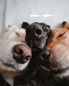 two dogs are laying next to each other with their noses close together and one has his eyes closed