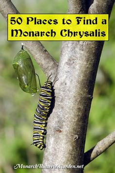 a monarch butterfly emerging from its chrysalis nest in a tree with the words 50 places to find a monarch chrysal