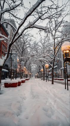 a snowy street lined with trees and buildings