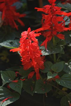 red flowers with green leaves in the background